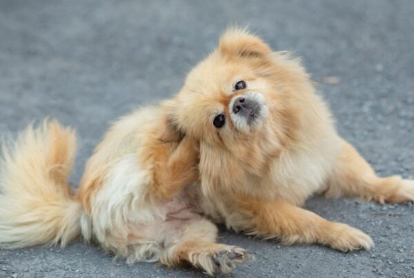 Dog Grooming