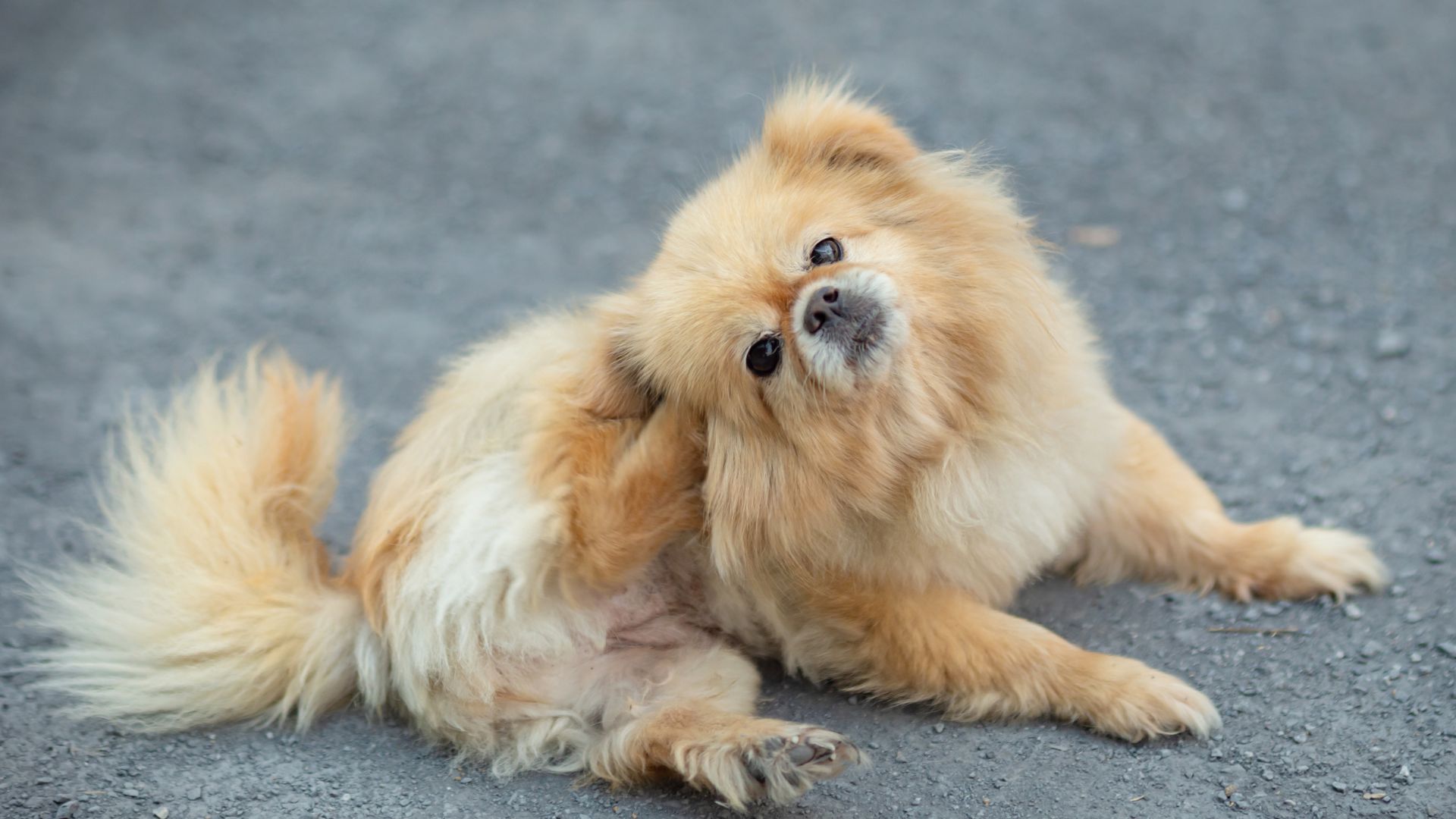 Dog Grooming