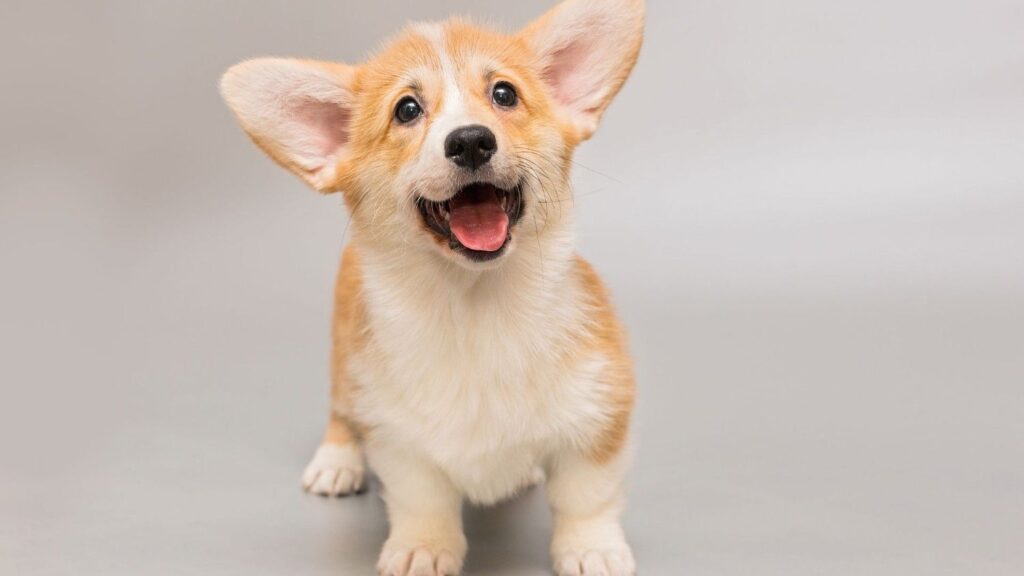 Dog Hair Don’t Care | The Secret to a Happy, Clean Pup: Express Grooming Explained Dog Hair Don’t Care | The Secret to a Happy, Clean Pup: Express Grooming Explained