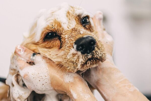 Dog Grooming