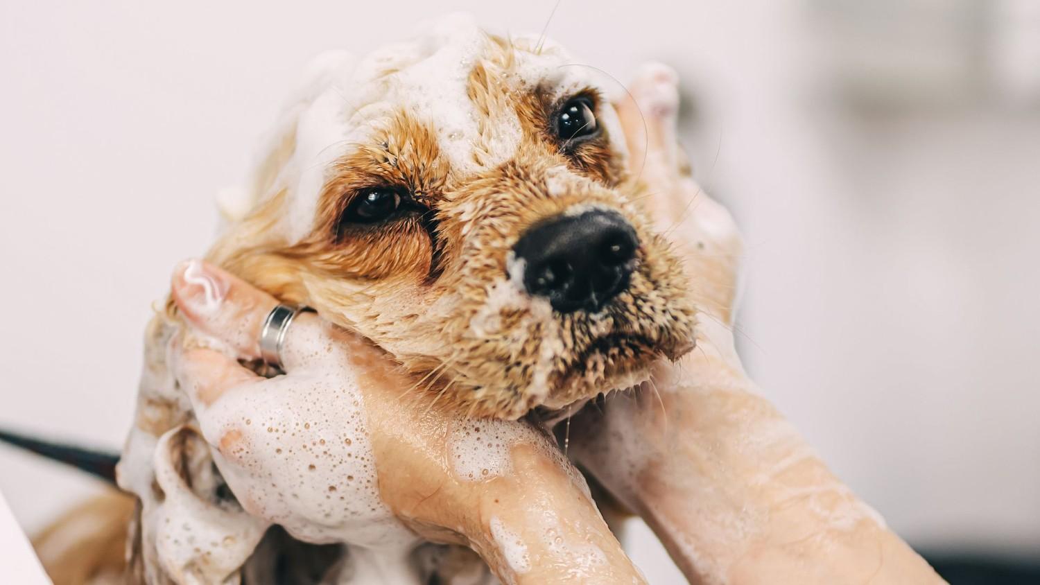 Dog Grooming